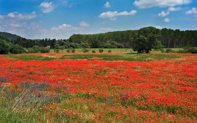 Field of Coquelicots