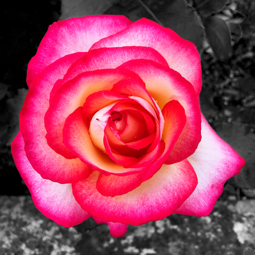 Citou Rose