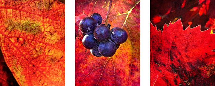 Grape leaves, 2