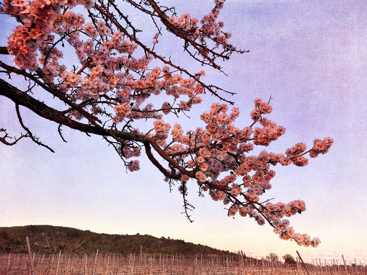 Last of the Almond Light