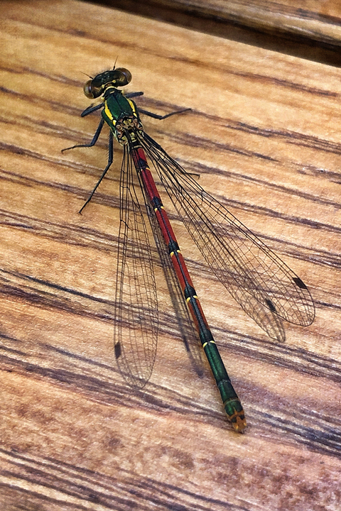 Libellule Rouge