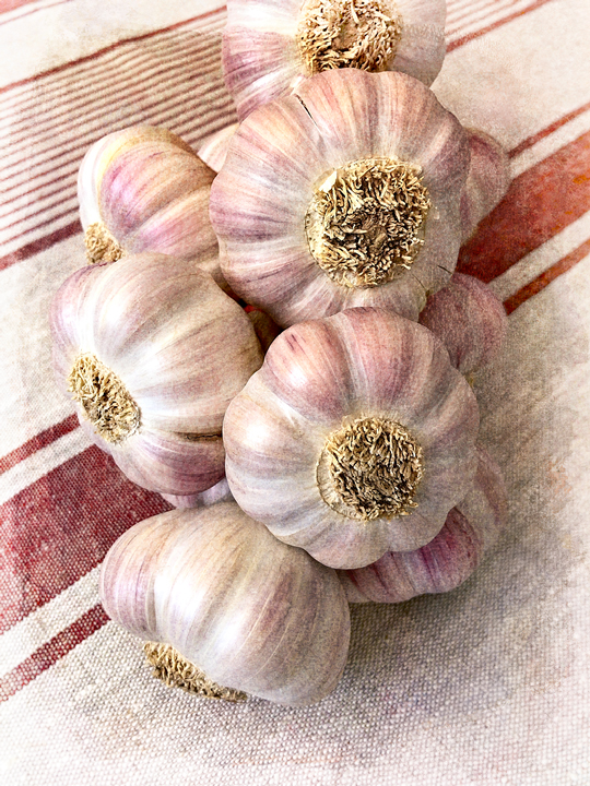 Striped Garlic Stripes