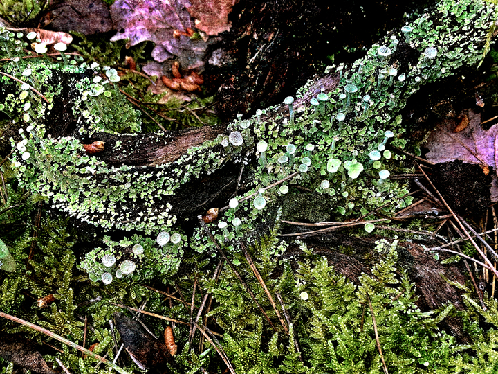Lichen Garden