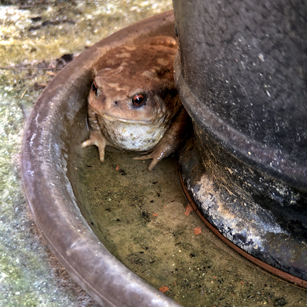 Garden Toad
