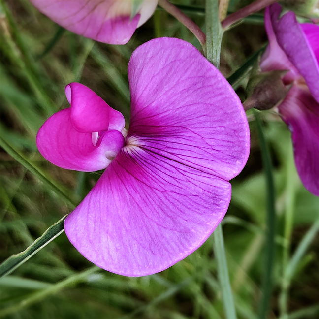 Wild Pea 1